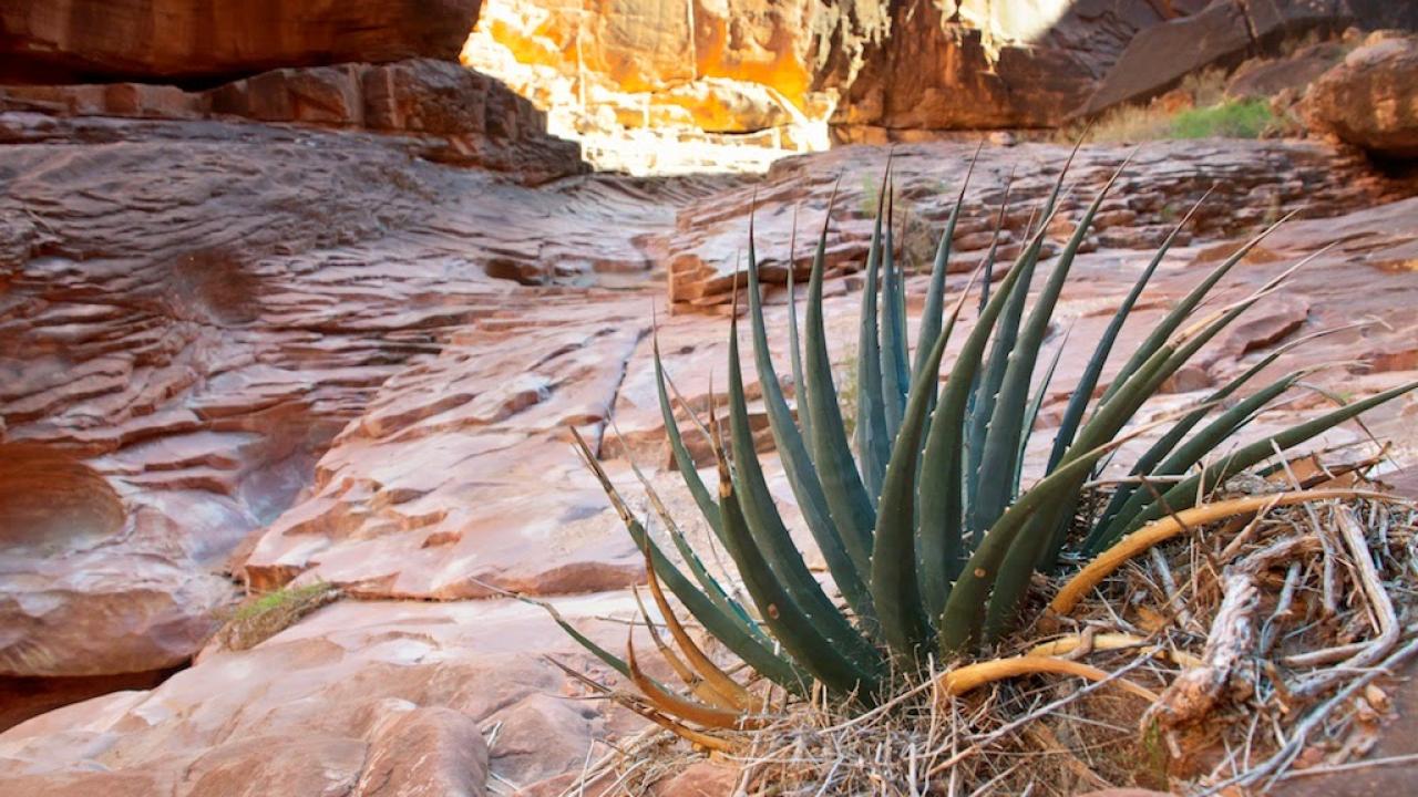 Desert plant
